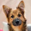 Harzerfuchsmix Benji sucht seine Menschen