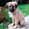 Trixi - Tolle, liebe Junghündin sucht Familie