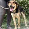 Nemo (Norvard) Freundlicher Herzenshund