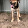Nemo (Norvard) Freundlicher Herzenshund