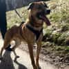 Potti  sportlicher Mischling