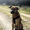 Potti  sportlicher Mischling
