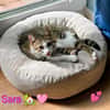 Katze Sara sucht ein Zuhause