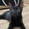 EBENE [CHATON]