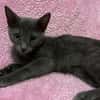 GRISOU [CHATON]
