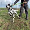 PONGO