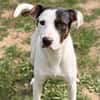 Wally CAA16042
