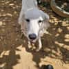 NALA "en cours d'adoption"