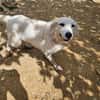 NALA "en cours d'adoption"