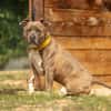 TAYSON
