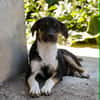 CHICO