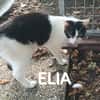 ELIA  A l'adoption