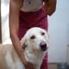 CHELO