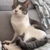 Miaouss