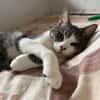 Miaouss