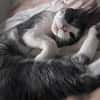 Miaouss