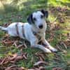 Spotty sucht hundeerfahrene Menschen