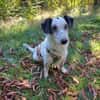Spotty sucht hundeerfahrene Menschen