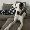 Chiyo sucht erneut dringend neues Zuhause/Pflegestelle