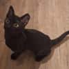 Lebensfrohes Katzenmädchen Marie