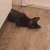 Lebensfrohes Katzenmädchen Marie