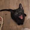 Lebensfrohes Katzenmädchen Marie