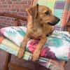 Ida ein Dackel Pinscher Mix Mädchen