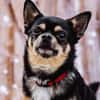 Dobby Chi - freundlich und menschenbezogen!