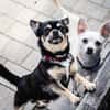 Dobby Chi - freundlich und menschenbezogen!