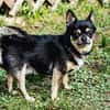 Dobby Chi - freundlich und menschenbezogen!