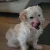 Milou 30 cm (Pflegestelle)