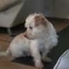 Milou 30 cm (Pflegestelle)