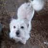 Milou 30 cm (Pflegestelle)