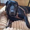 Lieber Nox sucht seine Familie