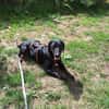 Lieber Nox sucht seine Familie