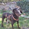Lieber Nox sucht seine Familie