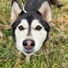 kleine liebevolle Mini Husky Dame wartet auf euch