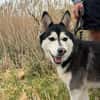 kleine liebevolle Mini Husky Dame wartet auf euch