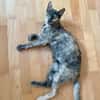 Menschenbezogene Schmusekatze Lotta