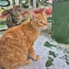 Lieber, unkomplizierter Kater Leon