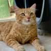 Lieber, unkomplizierter Kater Leon