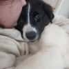 Süße Lana sucht Zuhause mit Kuschelflat
