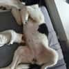 Süße Lana sucht Zuhause mit Kuschelflat