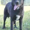 Freundlicher Hütehundmischling Toni sucht Familie