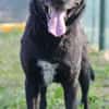 Freundlicher Hütehundmischling Toni sucht Familie