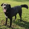 Freundlicher Hütehundmischling Toni sucht Familie