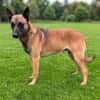 Katzenverträglicher Malinoisrüde Milosh sucht Familie