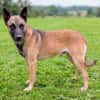 Katzenverträglicher Malinoisrüde Milosh sucht Familie