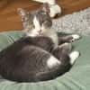 Unsere zierliche Katzenschönheit Ninolina