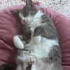 Unsere zierliche Katzenschönheit Ninolina